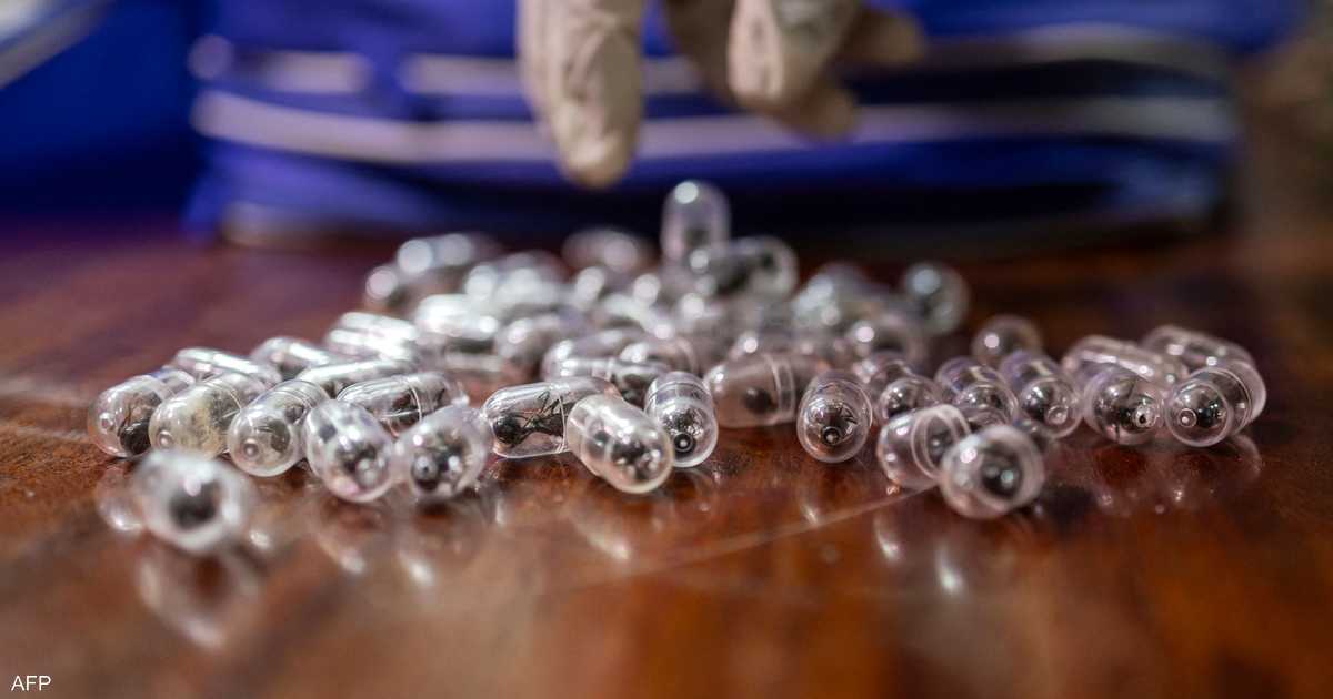 كينيا تحكم بالسجن والغرامة على رجل صيني لتهريبه آلاف النمل