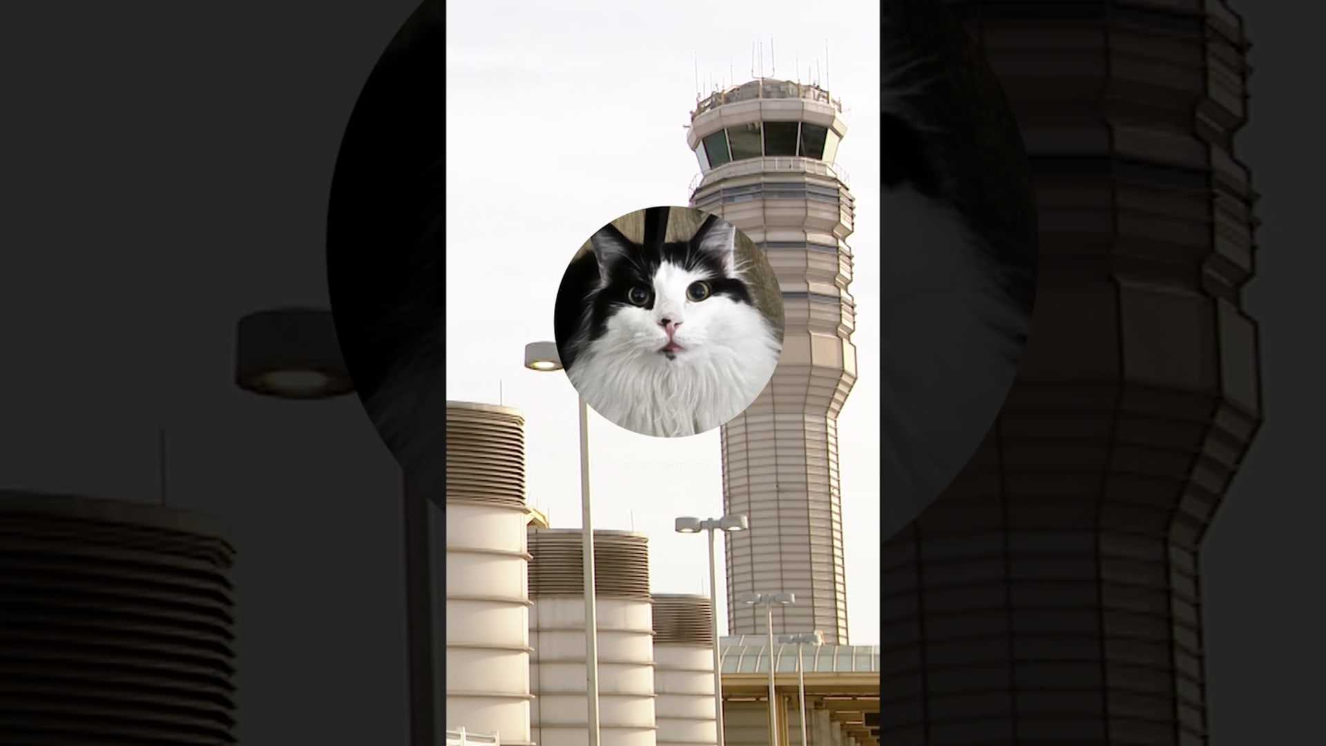 استخدام أصوات “مواء” على تردد الطوارئ الأمريكي يثير مخاوف السلامة الجوية