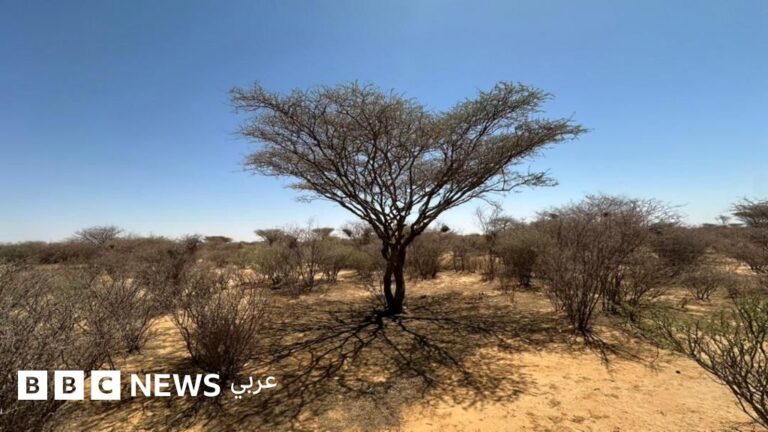 الحرب في السودان تسبب دمار 60% من غابات الخرطوم وخاصة غابة السنط