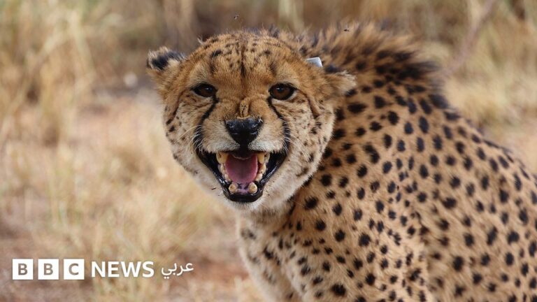قمر صناعي متطور يرصد هلع الحيوانات من الفضاء عبر أجهزة تتبع متقدمة