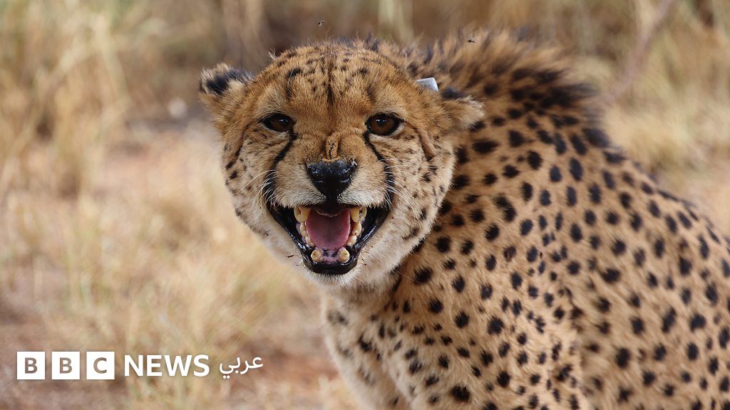 قمر صناعي متطور يرصد هلع الحيوانات من الفضاء عبر أجهزة تتبع متقدمة