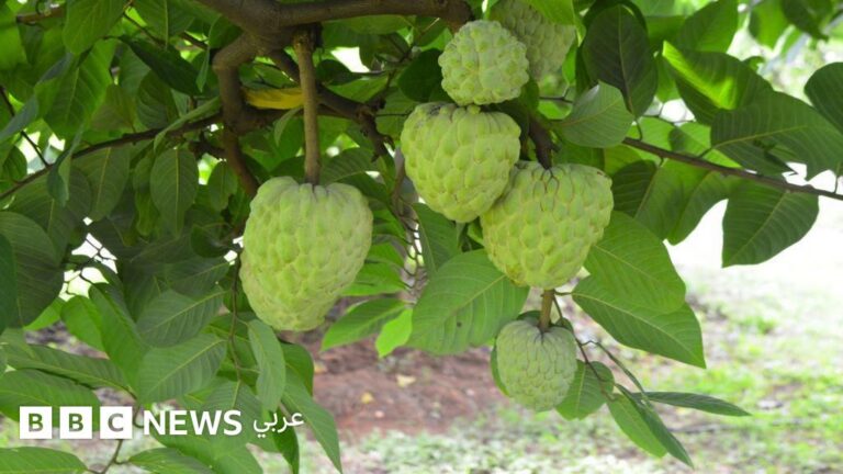نجاح فاكهة القشطة كمحصول زراعي محلي في الهند