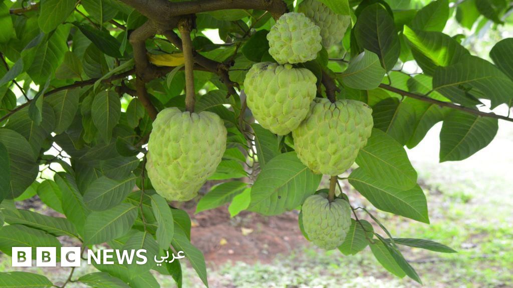 نجاح فاكهة القشطة كمحصول زراعي محلي في الهند