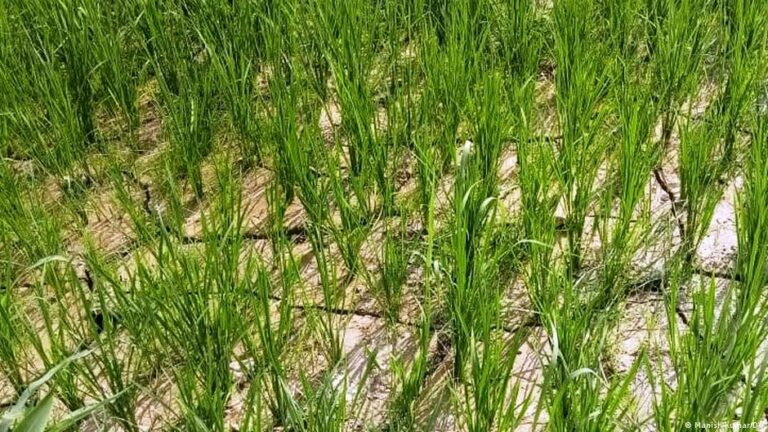 دراسة تكشف أن صوت المطر يحفز بذور النباتات على الإنبات
