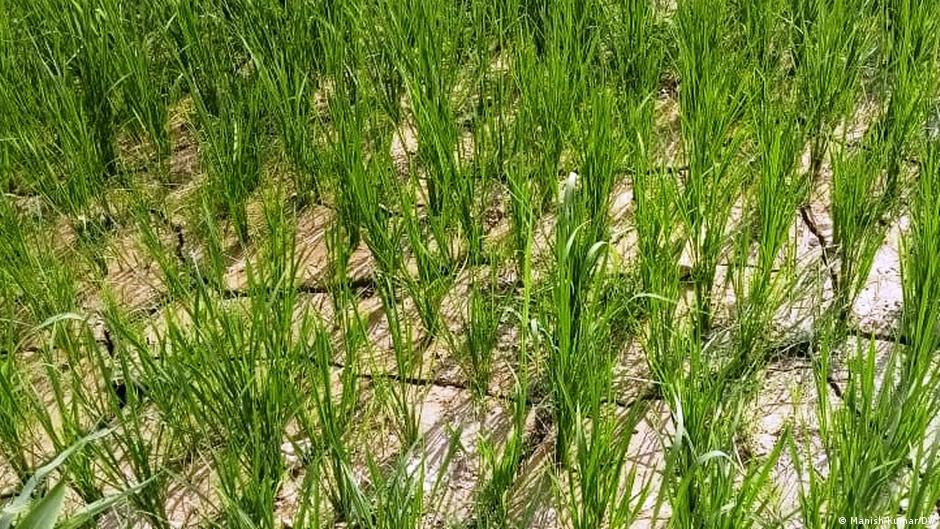 دراسة تكشف أن صوت المطر يحفز بذور النباتات على الإنبات