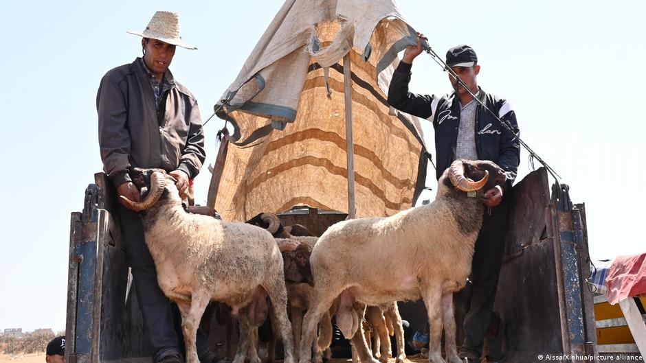 شباب المغرب وعيد الأضحى: بين تمسك التقاليد وتحديات الواقع الجديد