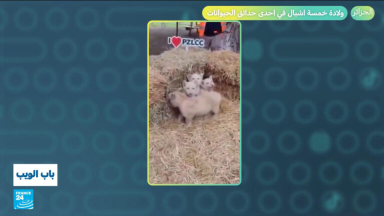 الجزائر تحتفل بولادة خمسة أشبال في حديقة الحيوانات وسط أحداث عربية متنوعة