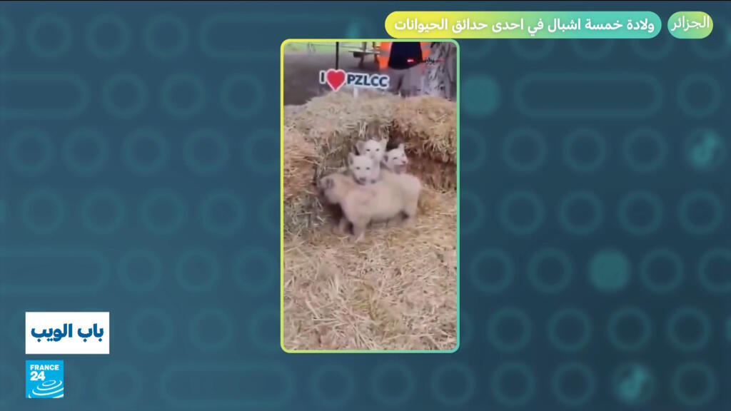 الجزائر تحتفل بولادة خمسة أشبال في حديقة الحيوانات وسط أحداث عربية متنوعة