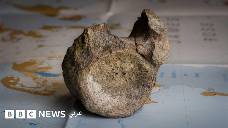 اكتشاف أول عظمة ديناصور في القارة القطبية الجنوبية بعد 40 عاماً من النسيان
