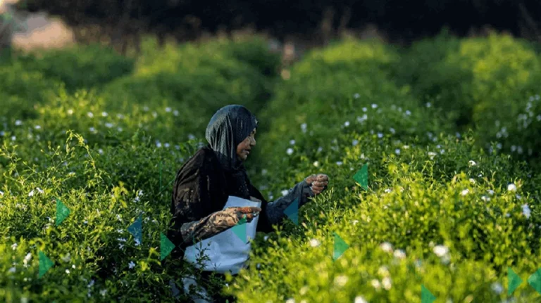 مستخلص الياسمين المصري يتصدر عالميًا مع تحديات العمال وأجورهم