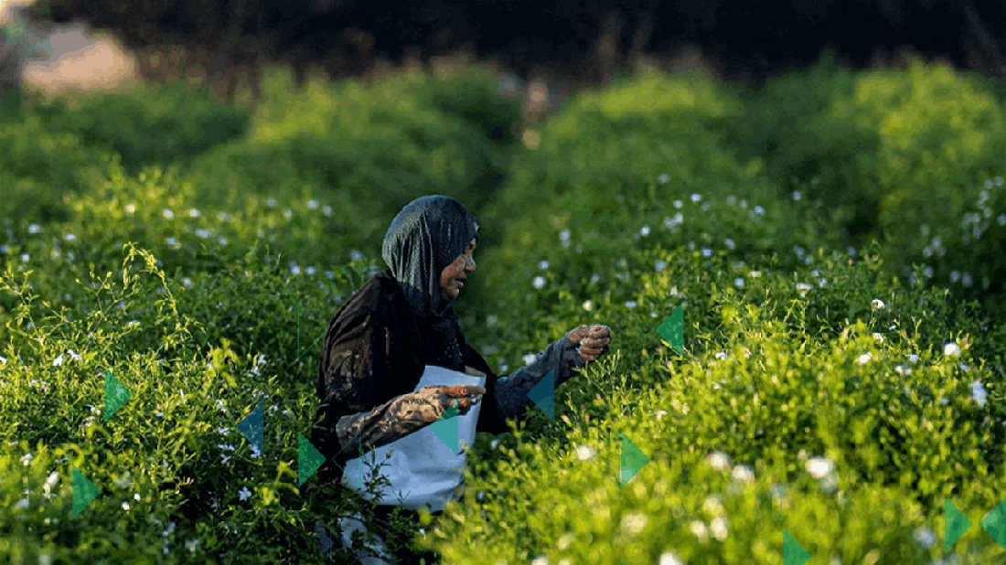 مستخلص الياسمين المصري يتصدر عالميًا مع تحديات العمال وأجورهم