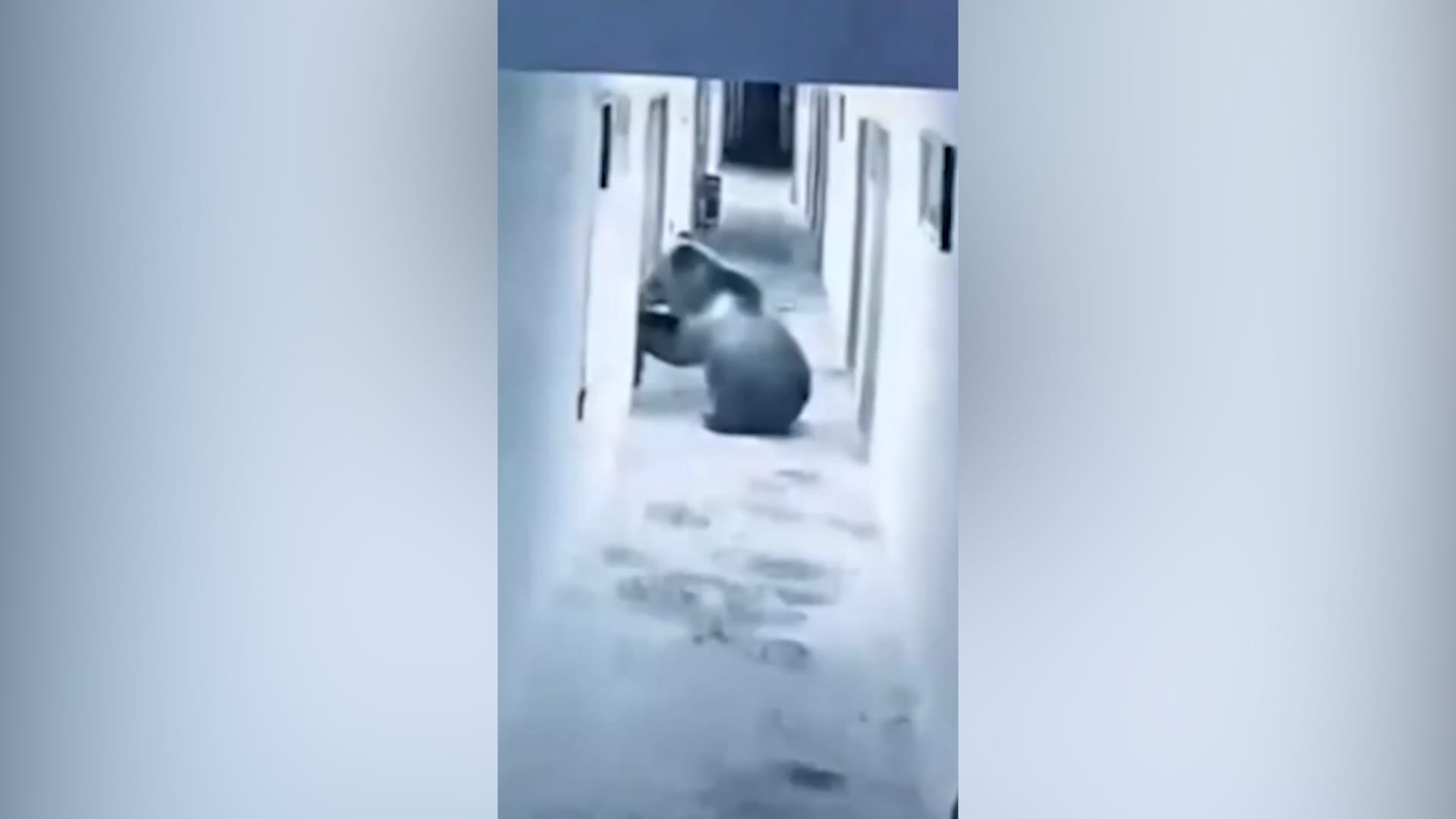 دب بني يتجول داخل فندق في التبت ويصل إلى غرفة نزيل فجراً