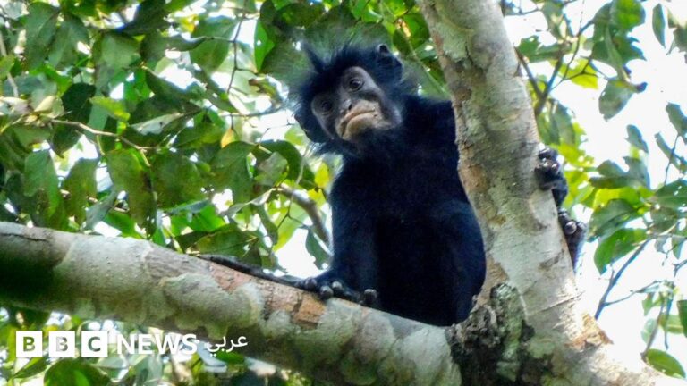 اكتشاف نوع جديد من القرود في غابات جمهورية الكونغو الديمقراطية