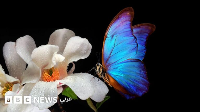 الدهاء البيولوجي لأزهار النباتات المزهرة: كيف تتفوق الأزهار في استراتيجيات البقاء؟