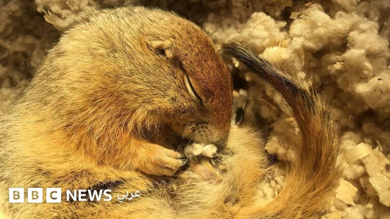 سنجاب الأرض القطبي يلهم العلماء في تطوير علاجات مبتكرة للحالات الطبية الحرجة