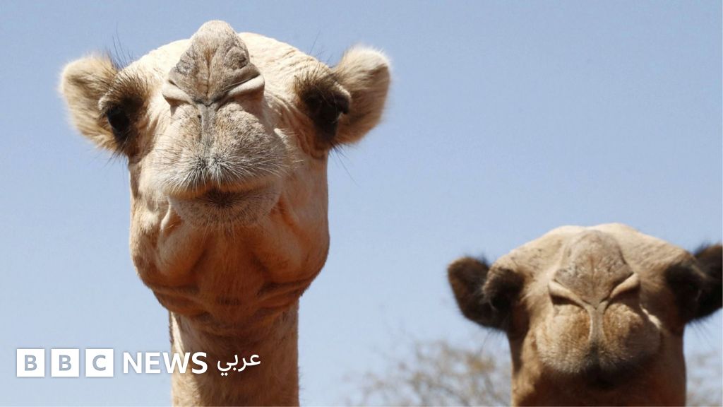 تغير المناخ يهدد قدرة الإبل على التأقلم مع الحرارة الشديدة في إفريقيا