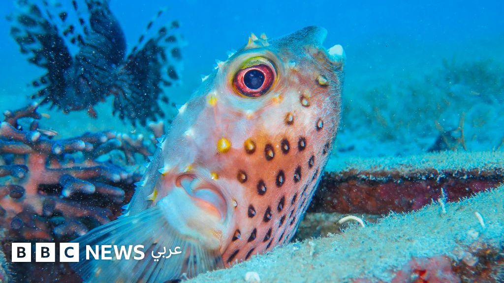 محمية العقبة البحرية تُدرج على قائمة التراث العالمي لليونيسكو تقديراً لأهميتها البيئية الفريدة