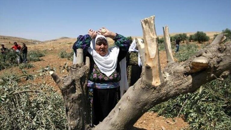 في قرية تل الفلسطينية.. موسم التين تحت ظل الاستيطان والعنف