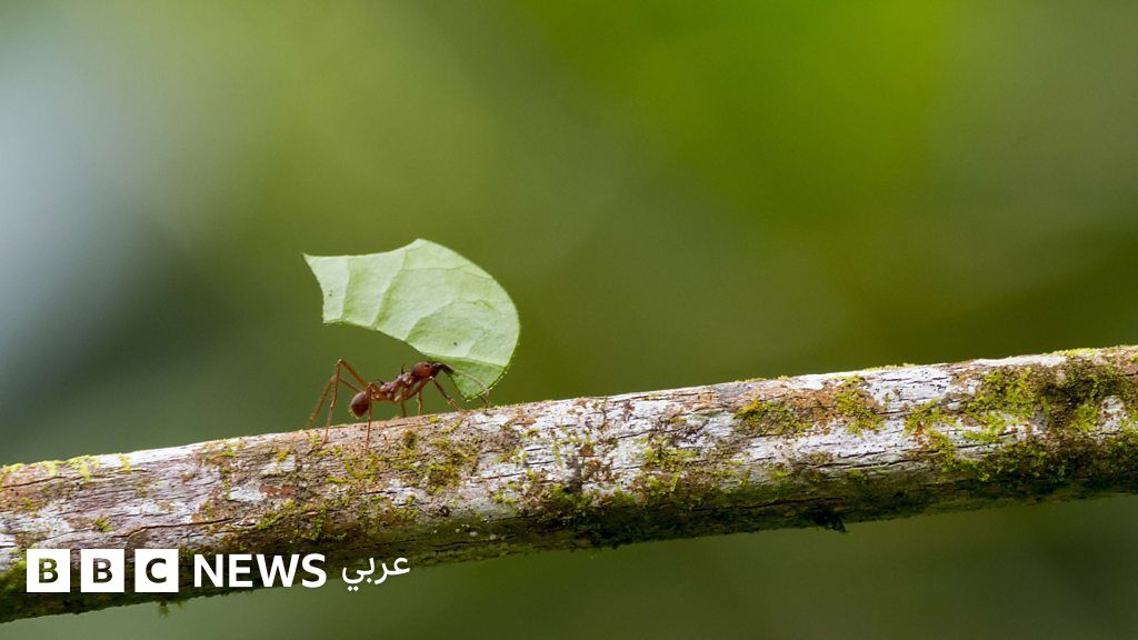 خمسة دروس من عالم الحشرات لتحسين مهارات اتخاذ القرار