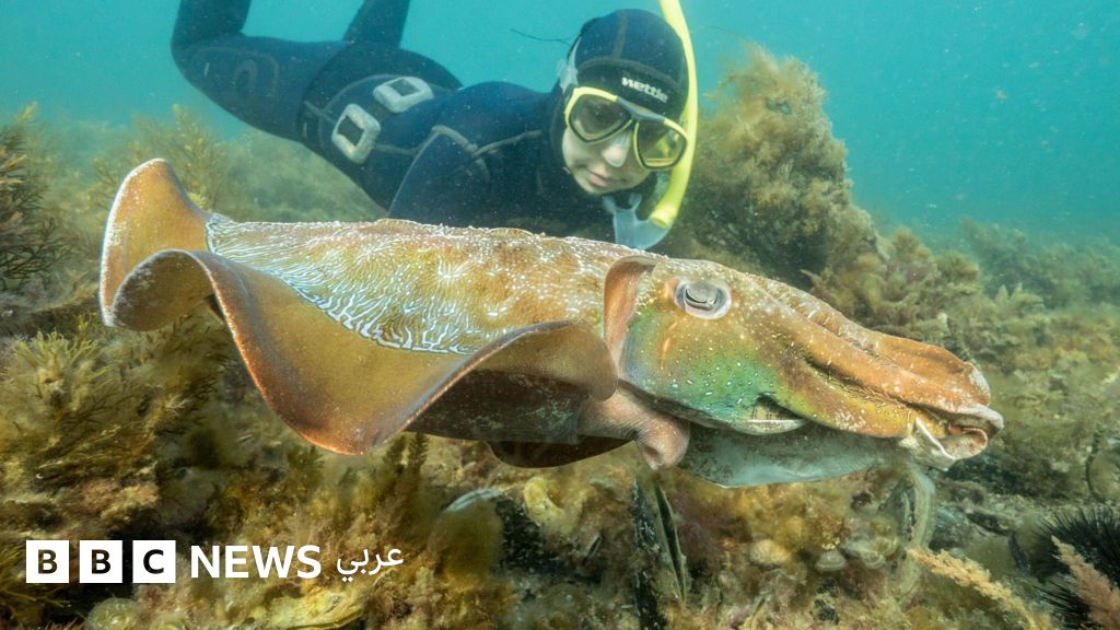 تراجع حاد في موسم تزاوج الحبار في جنوب أستراليا بسبب ازدهار الطحالب السامة