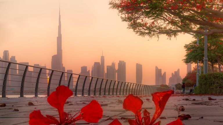 مصور سلوفيني يوثّق جمال أشجار الشعلة في أرجاء دبي