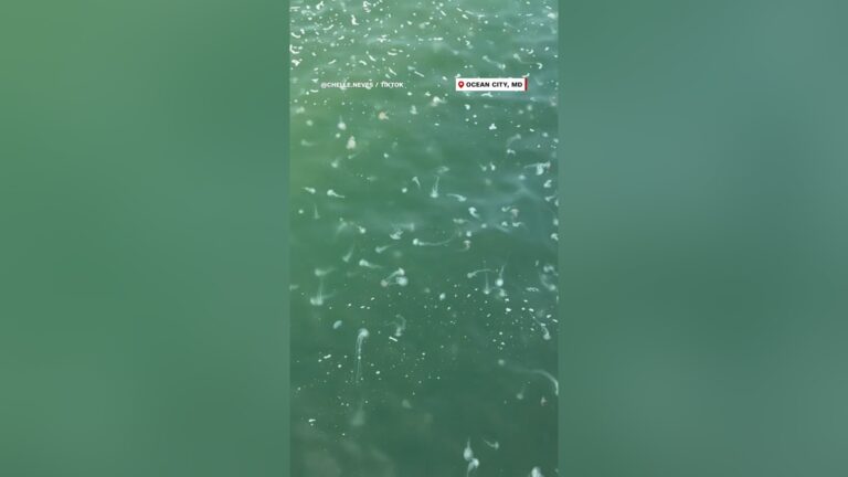 أسراب غير مسبوقة من قناديل البحر تغزو شواطئ أوشن سيتي في ماريلاند