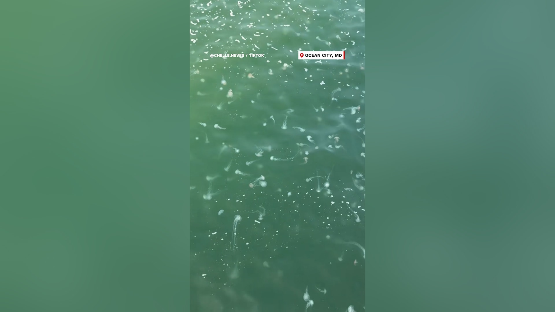 أسراب غير مسبوقة من قناديل البحر تغزو شواطئ أوشن سيتي في ماريلاند