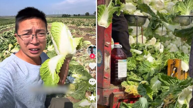 السلطات الصينية تحقق بعد فيديو يظهر استخدام مادة مسرطنة لحفظ الملفوف طازجًا