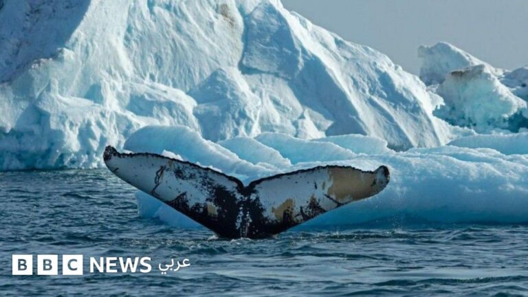 ذوبان جليد غرينلاند يغير أنماط تحرك الحيتان ويخلق فرصًا وتحديات جديدة