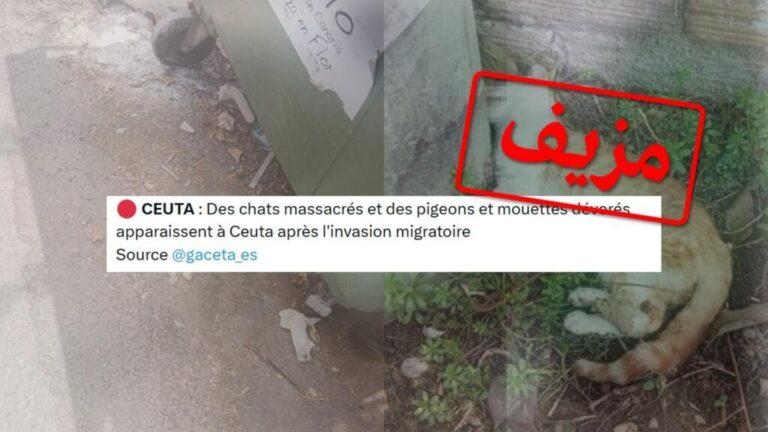 انتشار إشاعة تناول القطط في سبتة يُكشف عنها كصور مزيفة