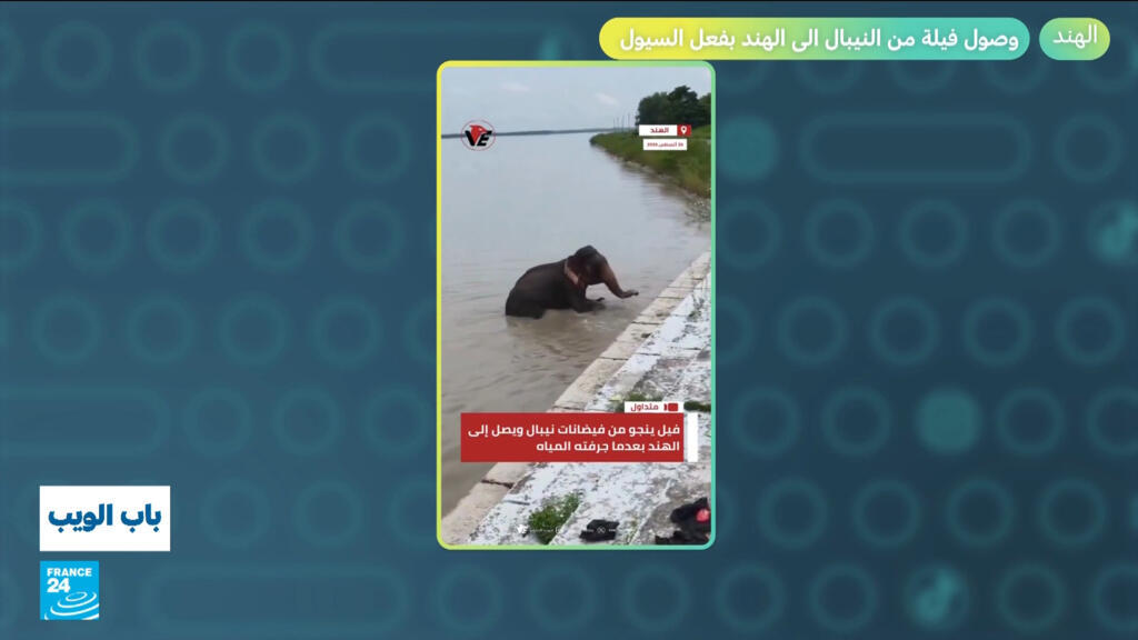 وصول فيلة من نيبال إلى الهند بسبب السيول وأحداث إقليمية متنوعة