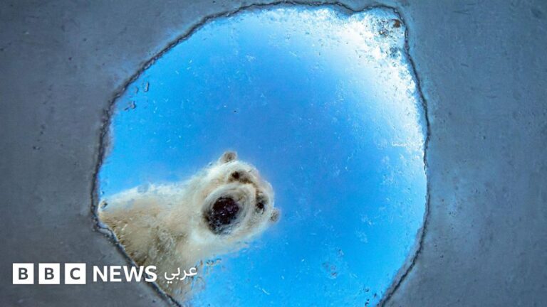 أفضل لقطات مصوري الحياة البرية لعام 2026: صراع البقاء وجمال الطبيعة في عدسة الكاميرا
