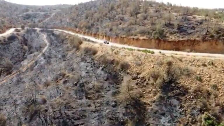 الجزائر تواجه حرائق الغابات بمواجهة استباقية وتنظيم مدني وعسكري متكامل