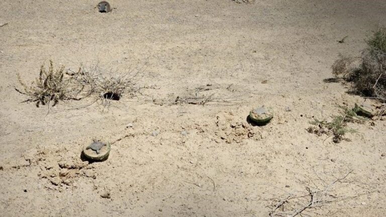 مشروع مسام السعودي ينزع نحو 7 آلاف لغم وذخيرة غير منفجرة في اليمن خلال يوليو