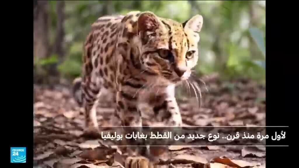 اكتشاف نوع جديد من القطط لأول مرة منذ قرن