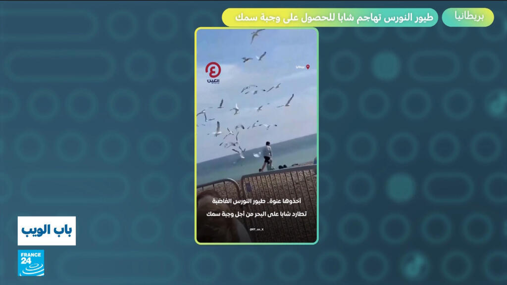 في بريطانيا.. هجوم طيور النورس على شاب للقبض على وجبة سمك