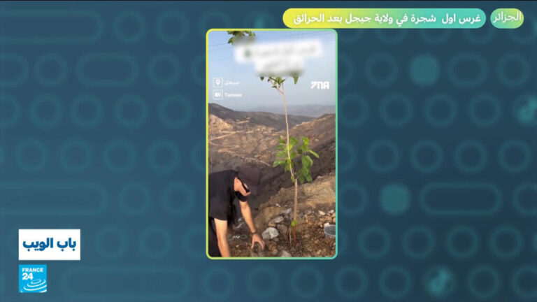 بعد الحرائق المدمرة في الجزائر.. بدء غرس أول شجرة في ولاية جيجل
